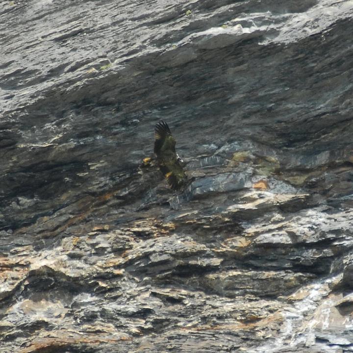 Luzerna trägt einen Knochen in den Füssen - kaum sichtbar hält sie ihn sehr nahe am Körper
