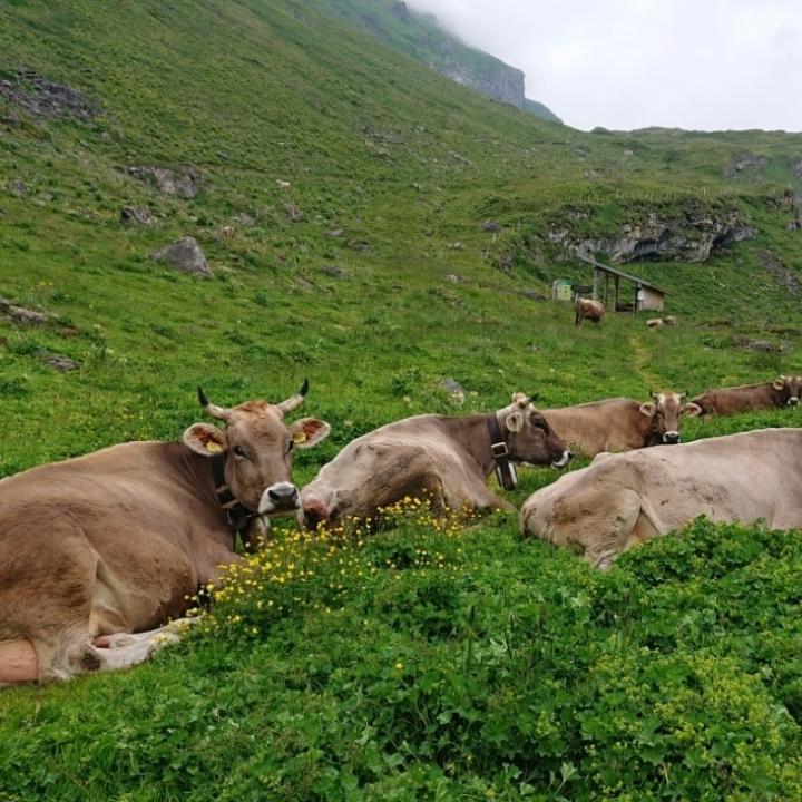 Die Kühe ruhen in der Nähe des Bartgeier-Infostandes vor ein paar Wochen
