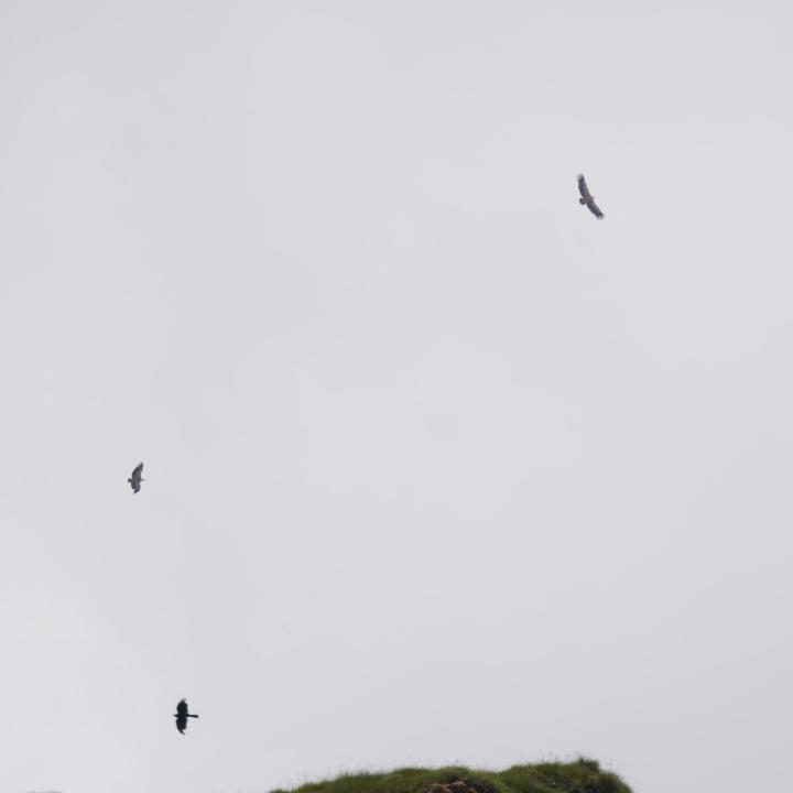 Oben fliegen zwei Gänsegeier, unten eine Alpendohle
