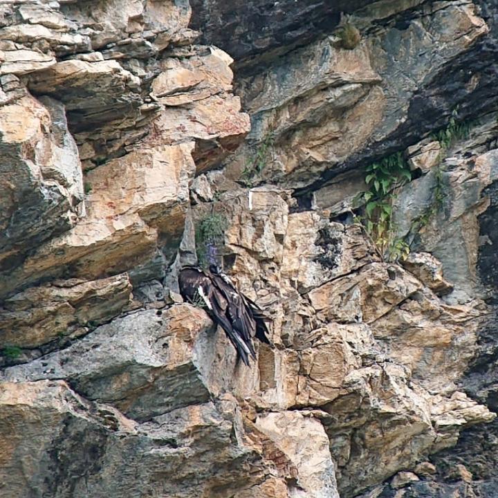 Luzerna (links) und Fortunat (rechts) sitzen auf einem Felsvorsprung in der steilen  Felswand