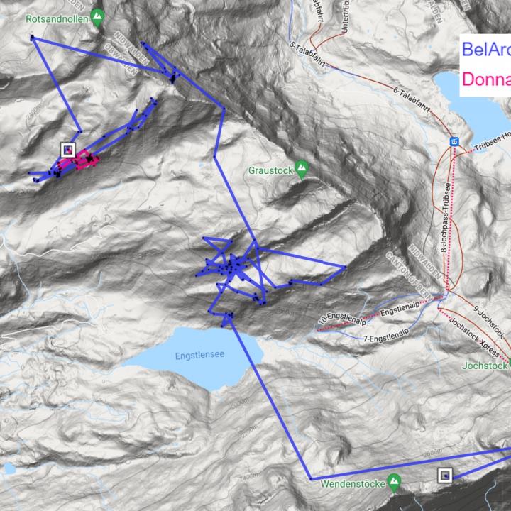 GPS Bewegungen von Donna Elvira (pink) und BelArosa (blau) der letzten 5 Tage. 