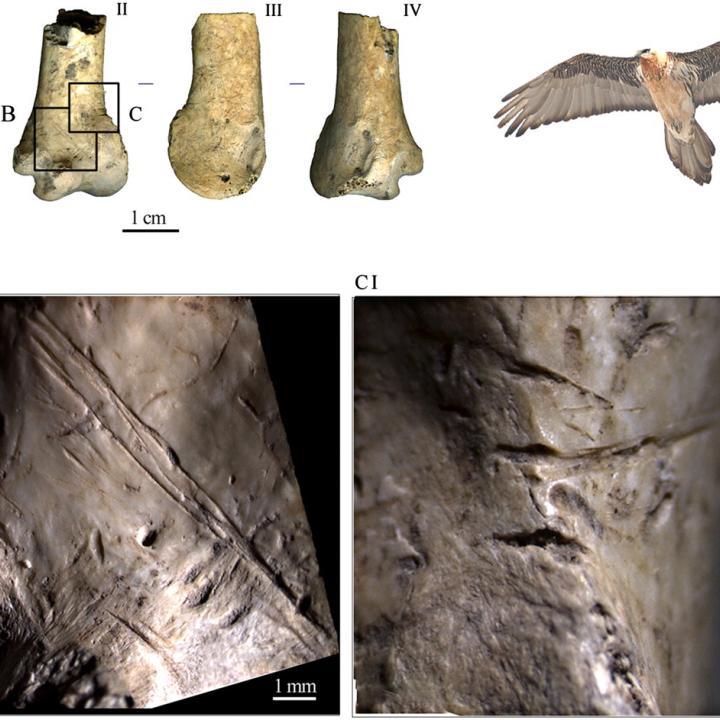 Schnittspuren auf einem Flügelknochen eines Bartgeiers (c) Peresani et. al. 2011