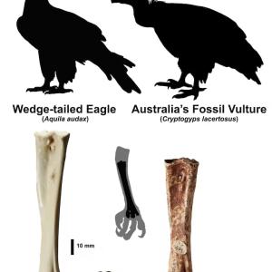 Vergleich zwischen dem Keilschwanzadler und dem Fossilen Australischen Geier. (c) Vicki Nunn