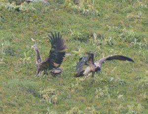 Fredueli (rechts) hat BelArosa am Boden «angegriffen» und fliegt als Erster davon